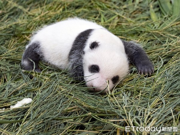 ▲▼大貓熊圓仔妹滿月了！動物園號召網友「創意命名」　投稿還能抽獎拿好禮。（圖／台北市立動物園提供）