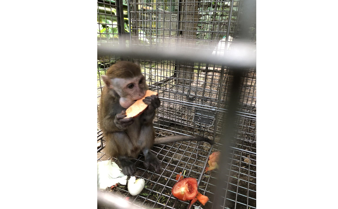 ▲民眾隨意飼養台灣獼猴。（圖／翻攝自高雄市政府農業局）
