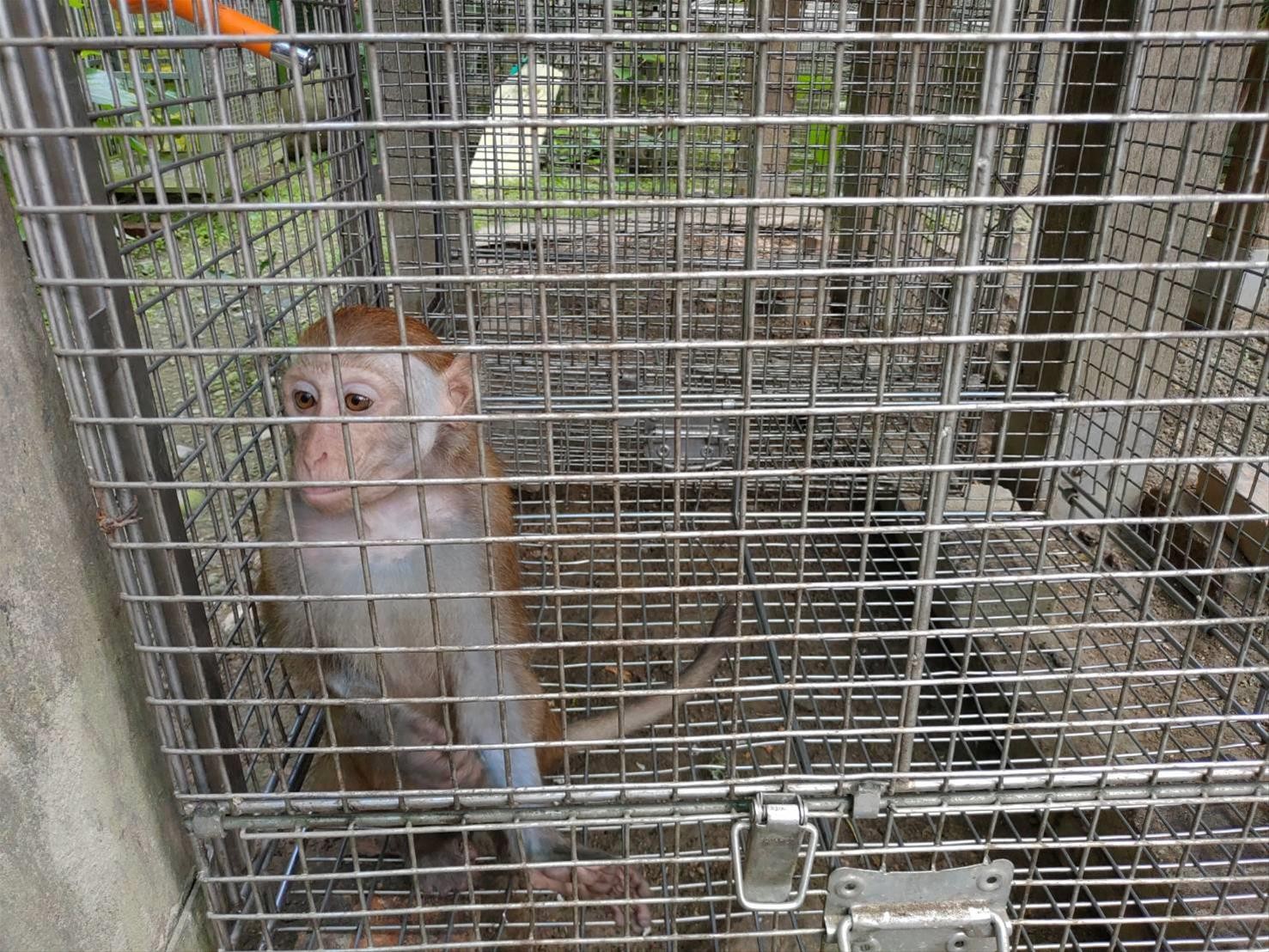 ▲民眾隨意飼養台灣獼猴。（圖／翻攝自高雄市政府農業局）