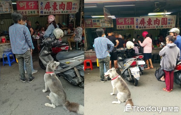 ▲排隊人龍驚見「二哈」！幫忙代排肉圓　爸讚：沒人敢插隊。（圖／網友王花花‎提供，請勿隨意翻拍，以免侵權。）