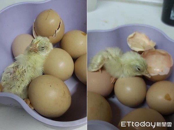 ▲▼岳母帶土雞蛋回家孵出小雞。（圖／網友CK Hao授權提供）