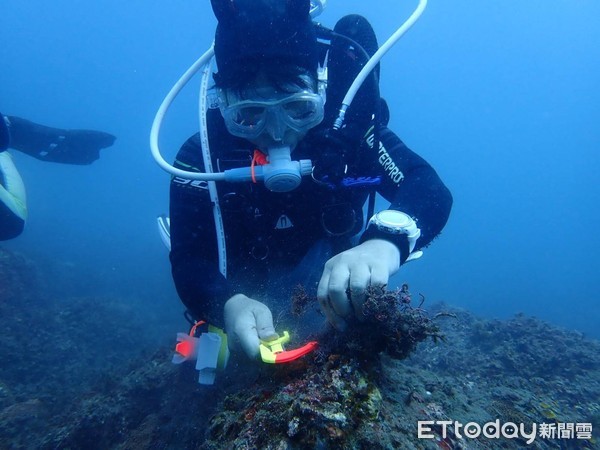 ▲▼ 還給魚兒乾淨的家，台東縣府農業處積極清除魚礁覆網及垃圾 。（圖／記者楊漢聲翻攝，下同）