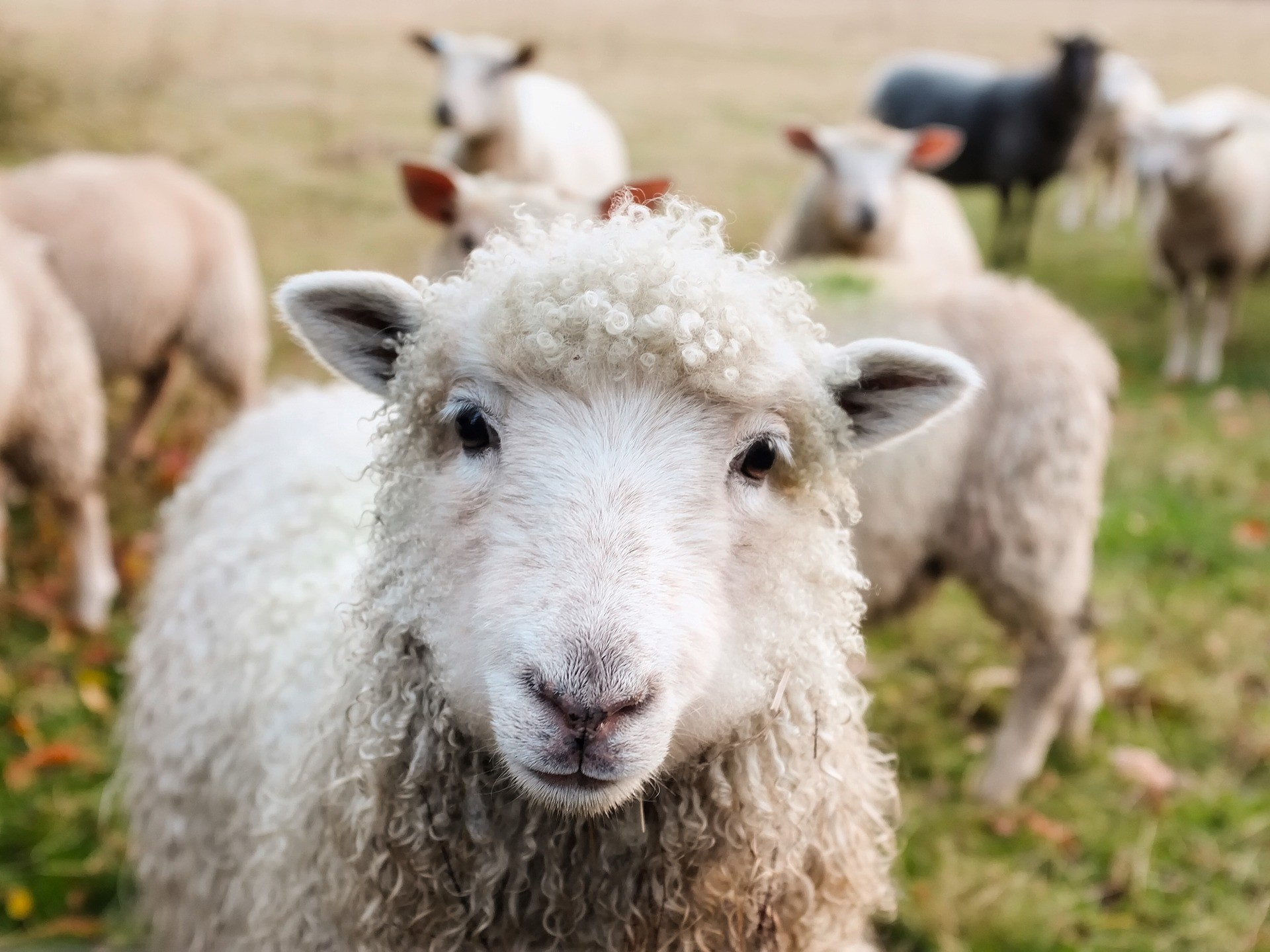 ▲綿羊。（圖／取自免費圖庫Pixabay）