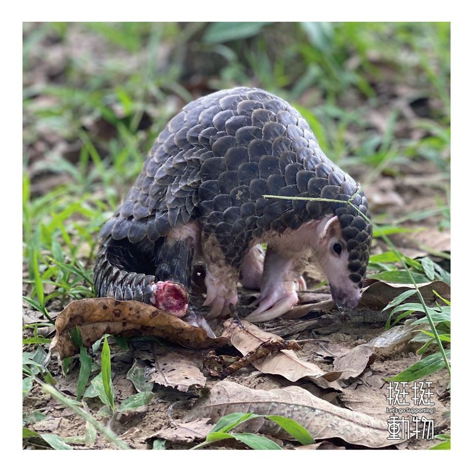 ▲▼穿山甲。（圖／挺挺動物應援團提供）