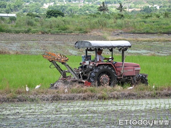 ▲花蓮南區農民正陸陸續續完成，二期水稻插秧農事。（圖／記者蕭可正翻攝，下同）