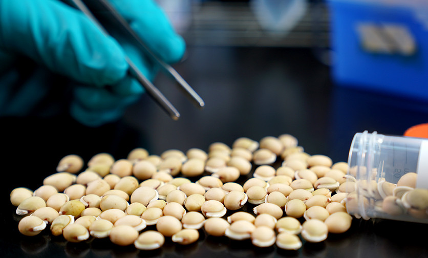 ▲▼中研院：「白扁豆」萃取蛋白有效阻斷新冠病毒入侵。（圖／中央研究院提供）
