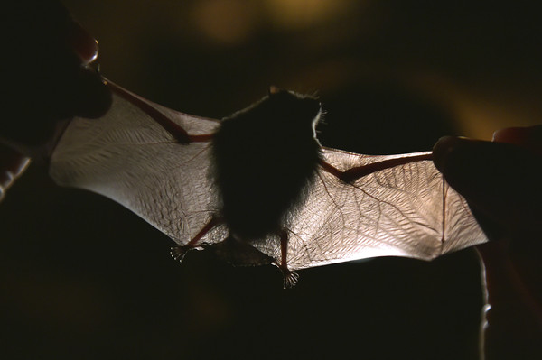 ▲科學家說，新冠病毒譜系已經在蝙蝠體內悄悄流傳了幾十年。(圖／達志影像／美聯社）