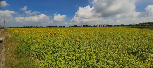 ▲▼姑爺里向日葵花海花況。（圖／翻攝自台南市新營區公所臉書專頁）