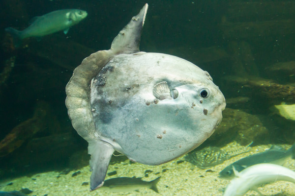 ▲翻車魚（曼波魚）。（示意圖／達志影像）