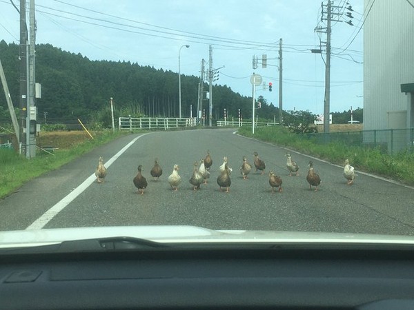 ▲15隻鴨子擋汽車。（圖／翻攝自@shibakichi_FK8推特）