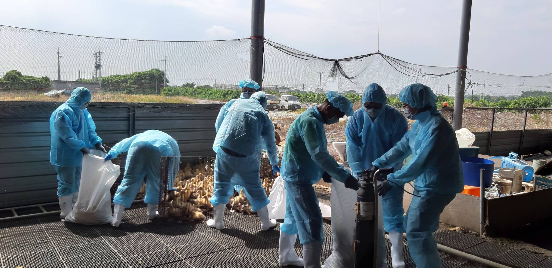 ▲彰化芳苑鄉1處肉鵝場感染禽流感。（圖／彰化縣動物防疫所提供）