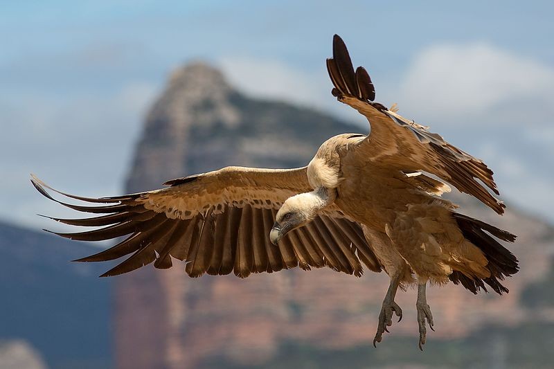 ▲▼西域兀鷲（Griffon Vulture）（圖／翻攝自Wikipedia）