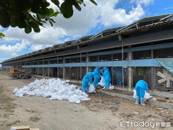 ▲雲林縣東勢鄉日前一土雞場傳出確診為H5N5高病原性禽流感案例，雲林縣動植物防疫所執行清場工作，計撲殺銷毀5949隻土雞。（圖／記者蔡佩旻翻攝）