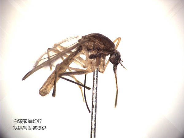▲▼日本腦炎為蚊媒傳染病，在台灣以三斑家蚊、環紋家蚊及白頭家蚊為主要病媒蚊。（圖／疾管署提供）