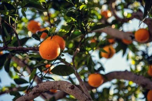 ▲▼果園,果樹,柑橘。（圖／免費圖庫pexels）