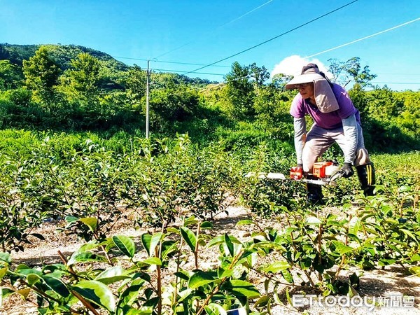 ▲ 小綠葉蟬施魔法「蜜香紅茶」 三峽「戴記茶坊」青農戴文祥奪新北冠軍。（圖／新北市農業局提供）