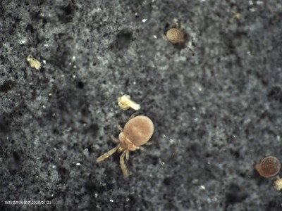 男躺草地「回味當兵」遭蟲咬高燒不退　醫示警恙蟲病花東離島好發