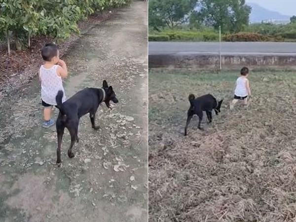 ▲▼黑狗哥哥顧小孩恍神，回神嚇一跳立馬跟上去。（圖／有點毛毛的／網友方瑞莎提供）