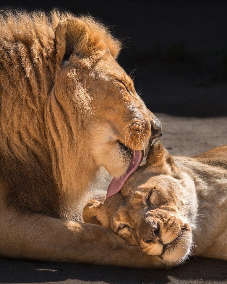 ▲▼獅子夫婦一同被安樂死（圖／翻攝自Facebook／Los Angeles Zoo and Botanical Gardens）