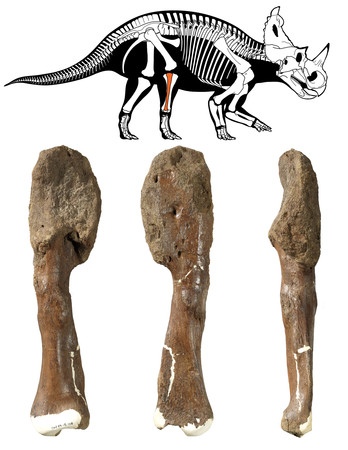 ▲科學家將尖角龍的腿骨化石跟骨癌病患的腿骨進行比對。（圖／路透）▲尖角龍屬的腿骨化石。（圖／路透）