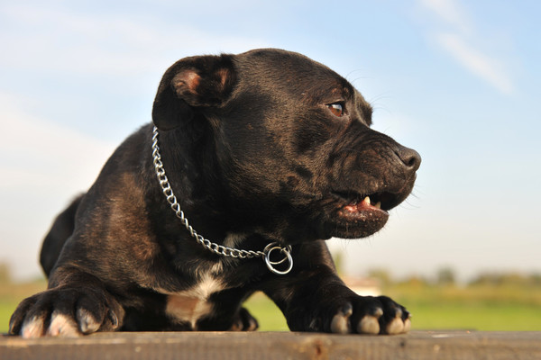 ▲▼斯塔福郡鬥牛梗,Staffordshire bull terrier,狗,寵物。（圖／示意圖／達志影像）