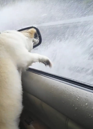 ▲把車當水樂園！白犬探頭伸掌「高倍速撥水」玩衝浪　網笑：烤漆GG。（圖／有點毛毛的／網友梁茉莉提供）