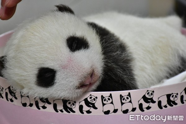 大貓熊二寶妹柔柔卷舌。（圖／台北市立動物園提供）