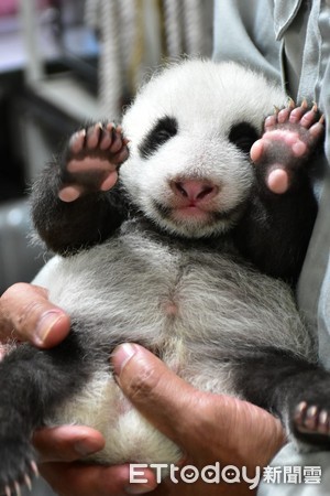 大貓熊二寶妹柔柔卷舌。（圖／台北市立動物園提供）