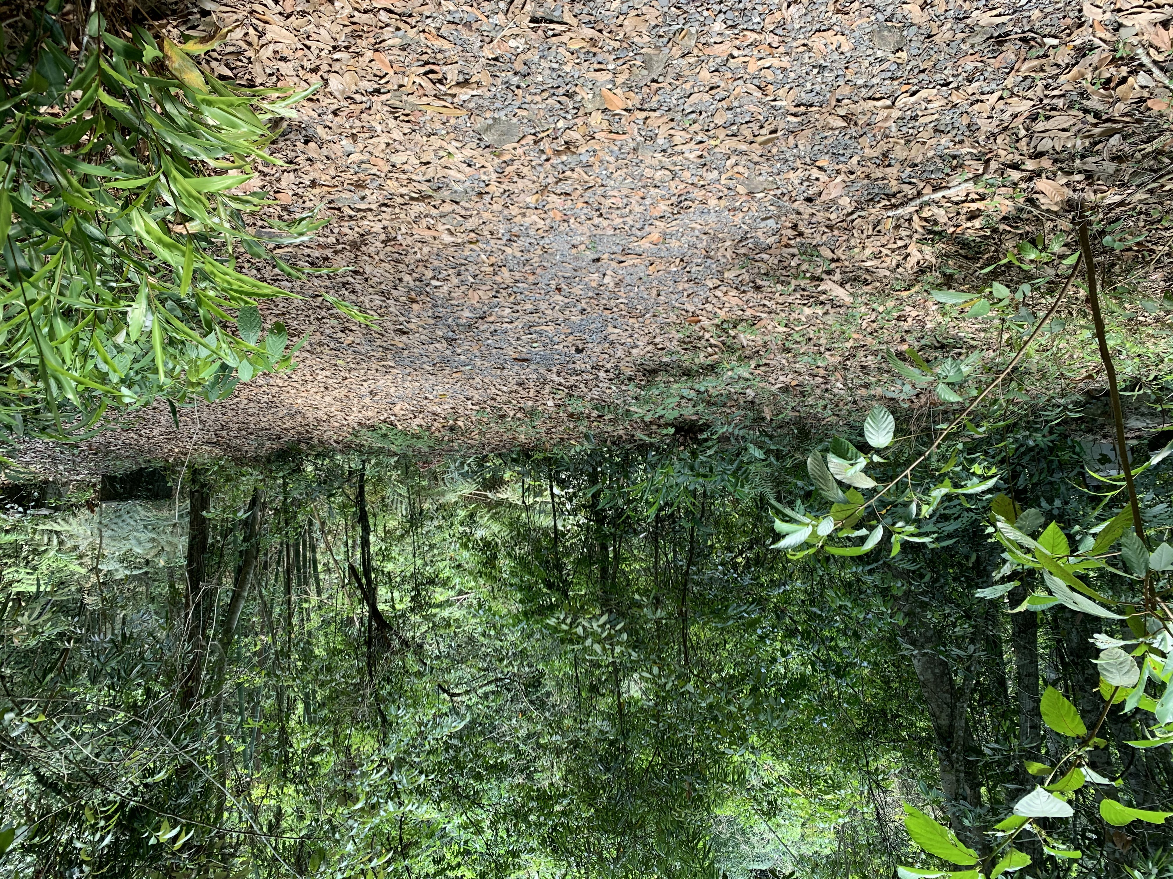 ▲▼菱形奴草步道。（圖／農委會林業試驗所提供）