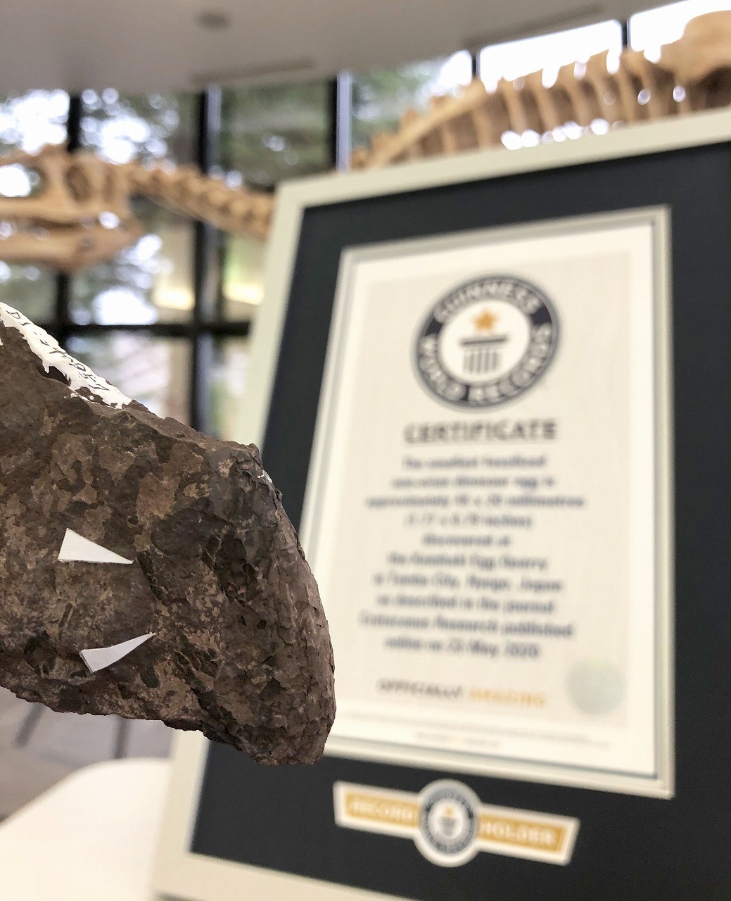 ▲▼ 日本發現世界最小的恐龍蛋化石獲金氏認證。（圖／兵庫縣立人與自然博物館）