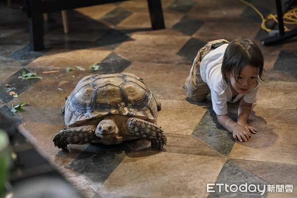 ▲▼孩童模仿烏龜爬行體驗生態　貼近自然為地球盡一份心力。（圖／動物星球頻道提供）