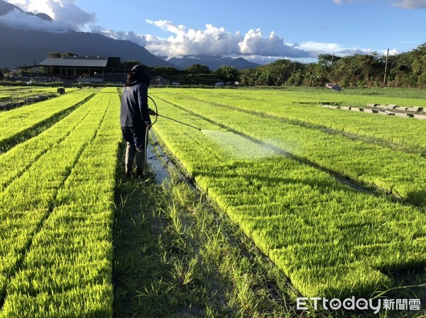 ▲▼育苗場遭秋行軍蟲為害，花蓮縣府立即發送防治藥劑強制施藥。（圖／花蓮縣政府提供，下同）