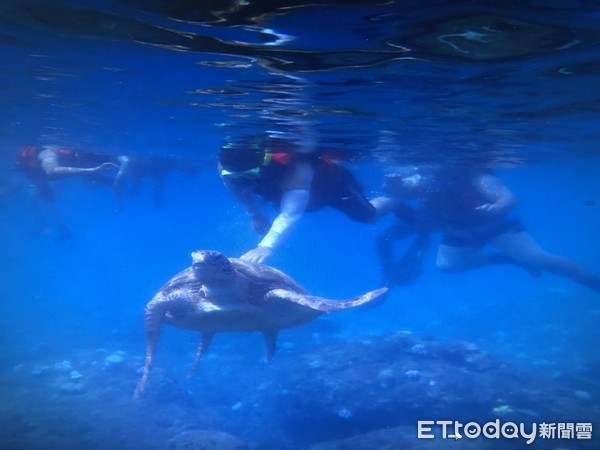 ▲屏東縣小琉球再傳出潛水客觸摸海龜被抓送辦           。（圖／記者陳崑福翻攝）