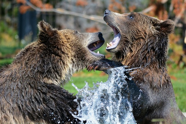 ▲▼示意圖：兩隻棕熊。（免費圖庫／Pixabay）