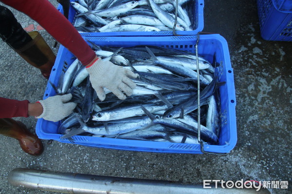 ▲ 飛魚卵捕撈期滿 新北籲漁民注意並遵守相關規定。（圖／新北市漁業處提供）