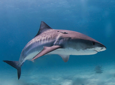 20年前拆魚鉤救了牠一命！　海洋生物學家從此和「野生虎鯊」成為好友