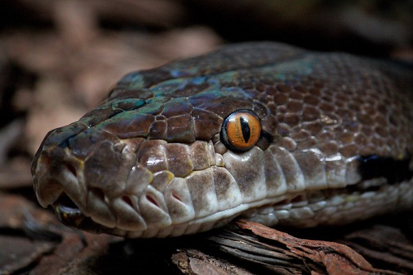 ▲蟒蛇是體型一般較龐大的無毒蛇類。（圖／取自免費圖庫Pixabay）