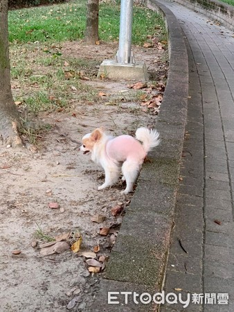 ▲忘記放小吉下車！　紅燈突腳滑「濃郁花生醬」噴滿腿：好香。（圖／網友林船船提供）