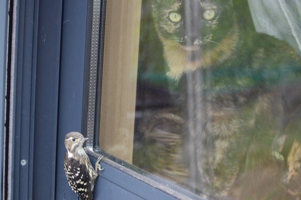 ▲▼啄木鳥幼鳥對窗內的危機一無所覺。（圖／翻攝自推特／marumaru9735290）