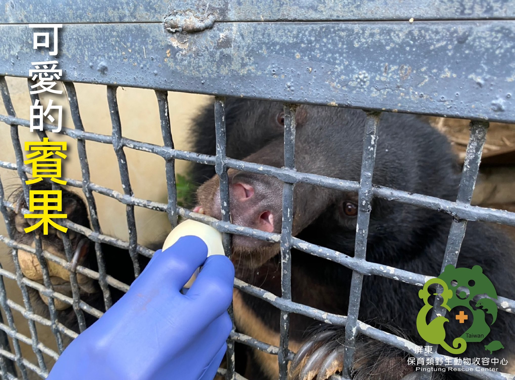 ▲▼屏科大野生動物收容中心照養員餵食。（圖／翻攝屏東科技大學保育類野生動物收容中心）