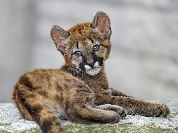 ▲▼美洲獅,Cougar,示意圖。（圖／視覺中國）