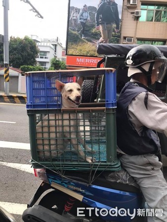 ▲阿伯打造「遮陽包廂」後座還開窗！　萌汪探頭憨笑電暈騎士。（圖／網友陳先生提供）