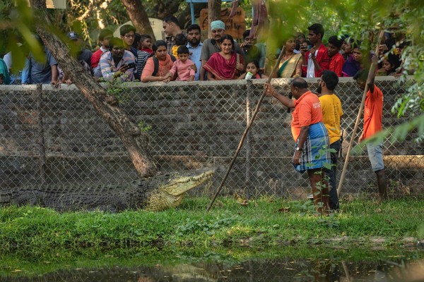 ▲▼             。（圖／翻攝自臉書／Madras Crocodile Bank）