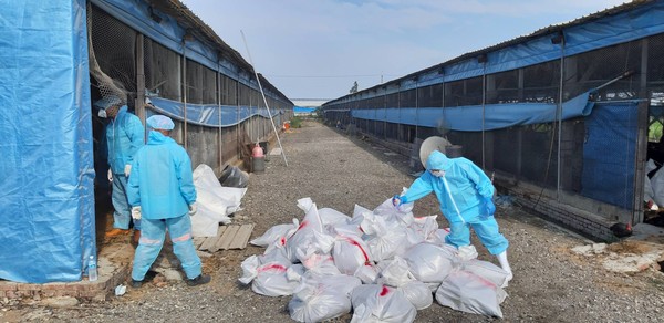 ▲二林鎮1處土雞場爆發禽流感。（圖／彰化縣動物防疫所提供）