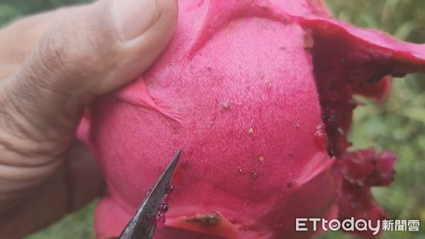 ▲果農黃志湧教導民眾，選擇火龍果不要挑凸起一粒一粒的，容易有蟲卵在裏頭。（圖／記者黃孟珍翻攝）