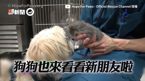 ▲▼奶貓受困牆內。（圖／即新聞／Hope For Paws）