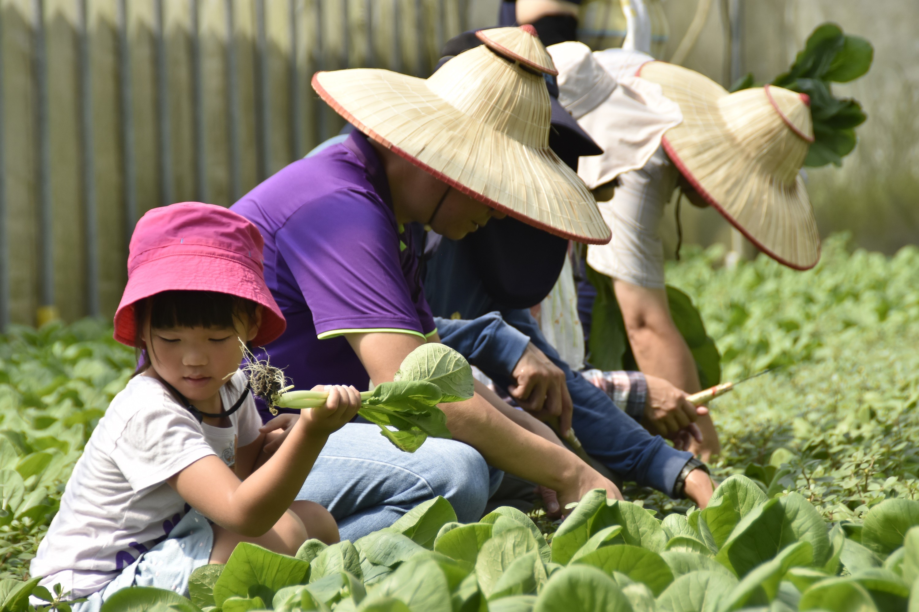 ▲▼宜花農村好好玩。（圖／農委會提供）