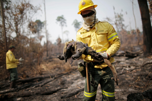 ▲▼亞馬遜雨林起火頻率增加，政府救火效率低。（圖／路透）