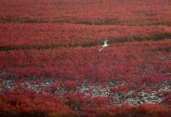 ▲▼遼寧「緋紅海灘」。（圖／取自達志影像）