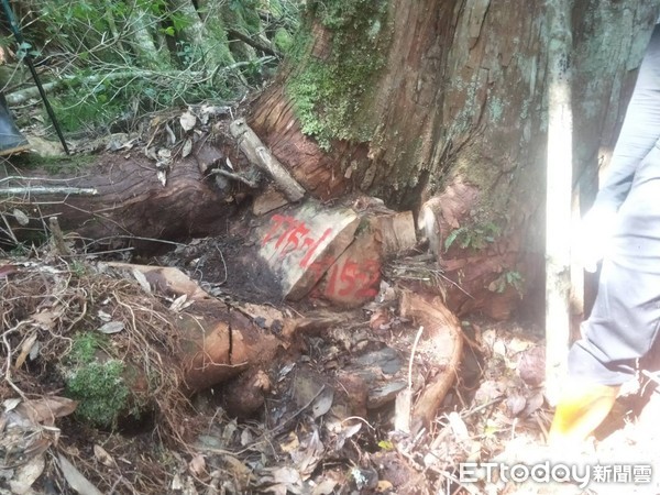 ▲警抓山老鼠搜出500公斤珍貴樹瘤　嚇見奇怪骸骨…竟是被吃光的台灣黑熊。（圖／記者陳凱力翻攝）